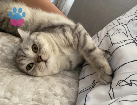 British Longhair Erkek Yavrularıma Prenses Arıyorum