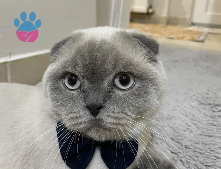 Scottish Fold 11 Aylık Eş Arıyor