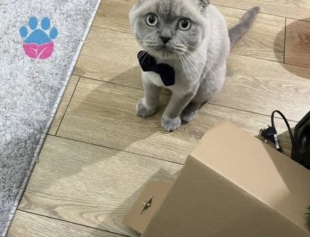 Scottish Fold 11 Aylık Eş Arıyor