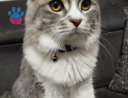 Tekir 11 Aylık Kedime Eş Arıyorum