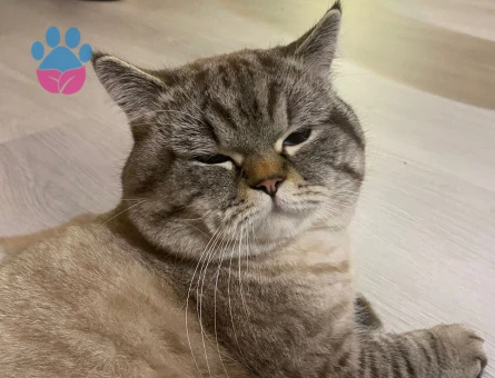 British Shorthair Dük'ümüze Düşes arıyoruz.