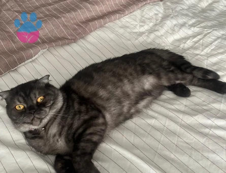 YAKIŞIKLI ERKEGİMİZE EŞ ARIYORUZ