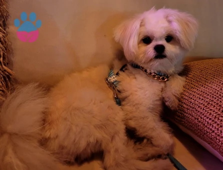 Asil oğluma eş arıyorum