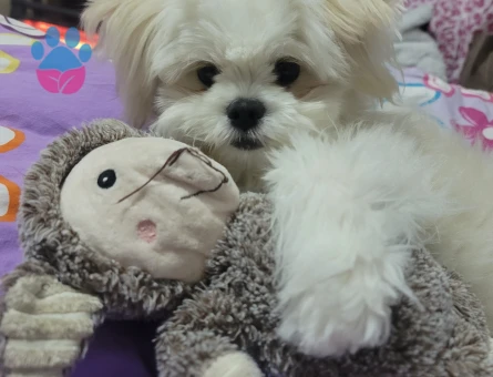 Asil oğluma eş arıyorum