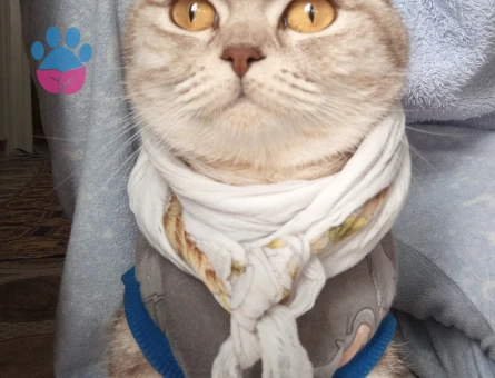 Lia kızıma eş arıyoruz