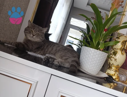 British Shorthair 1,5 Yaşında Eş arıyorum