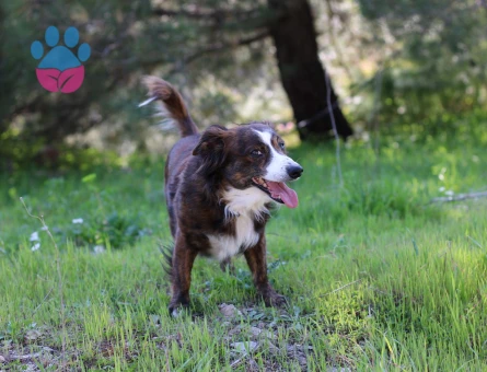 RUS FİNOSU KAMİL'E EŞ ARIYORUZ