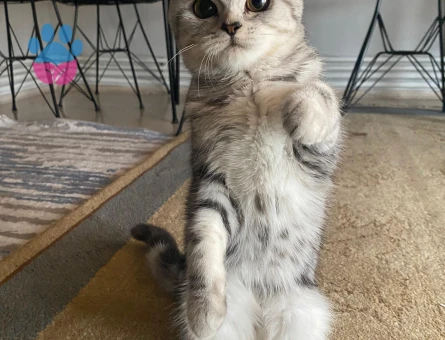 KIZIMIZA EŞ ARIYORUZ