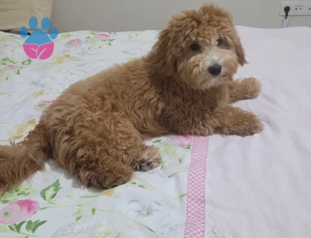 Oğlumuza Eş Arıyoruz