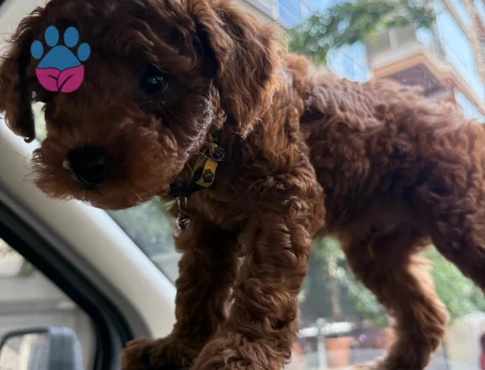 Dişi toy poodle arıyoruz