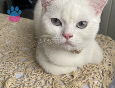 Biritsh shorthair kızımıza eş arıyoruz