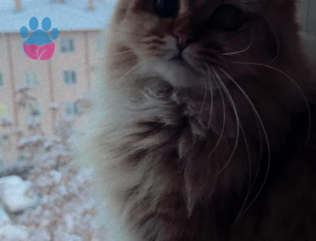 Dişi British Longhair