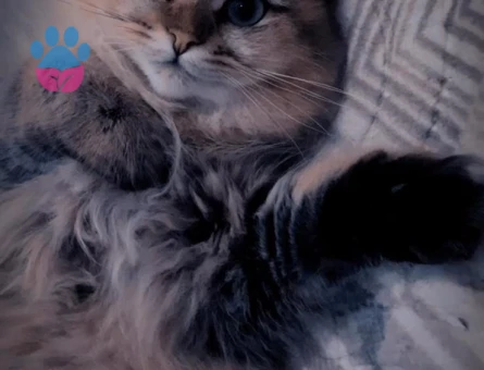 Dişi British Longhair