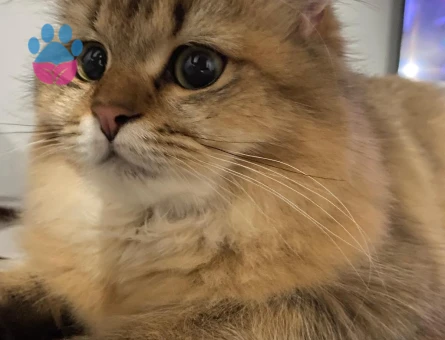 Dişi British Longhair