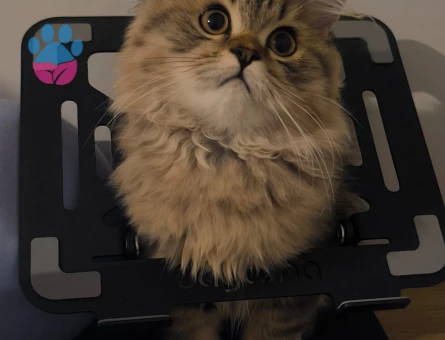 ( Norveç Orman Kedisi - Chinchilla ) Oğlumuz için eş arıyoruz