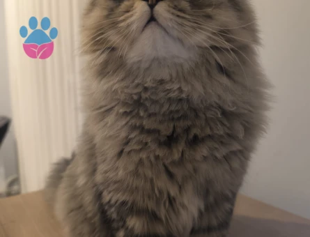 ( Norveç Orman Kedisi - Chinchilla ) Oğlumuz için eş arıyoruz