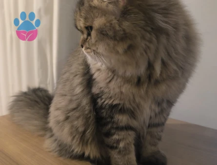 ( Norveç Orman Kedisi - Chinchilla ) Oğlumuz için eş arıyoruz