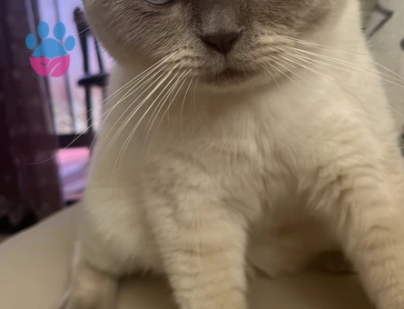 Scottish fold kedimize eş arıyoruz
