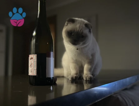 Scottish fold kedimize eş arıyoruz