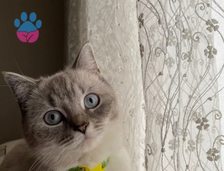Güzel Kızıma Eş arıyorum British Shorthair