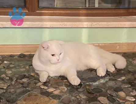British Shorthair 1 Yaşında Erkek Kızgınlıkta