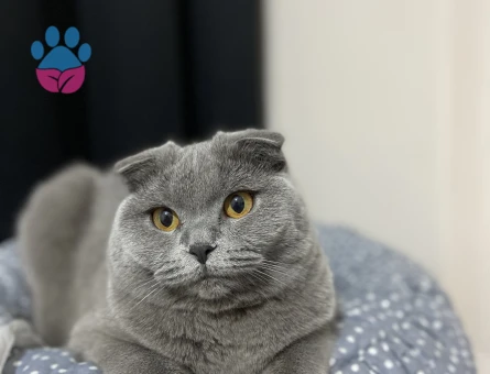 Kedimize beyaz erkek british shorthair arıyoruz