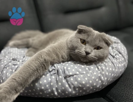 Kedimize beyaz erkek british shorthair arıyoruz