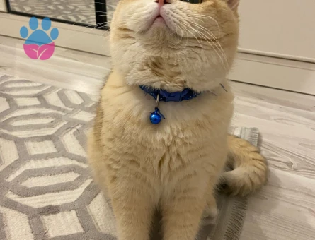 British shorthair golden oğluma eş arıyorum