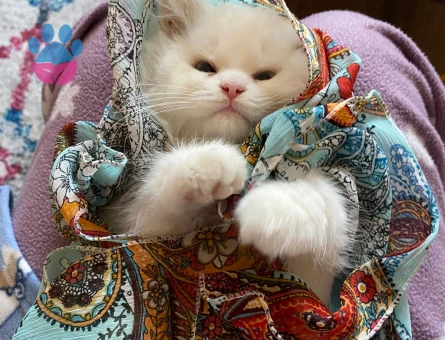 Oğluma Eş Arıyorum 1 Yaşında