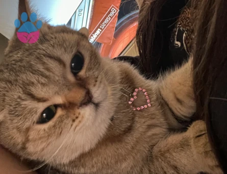 Sushi 2 yaşında Eş Arıyor Kızgınlıkta