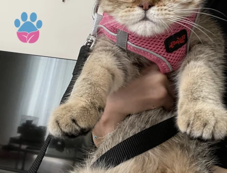 Sushi 2 yaşında Eş Arıyor Kızgınlıkta