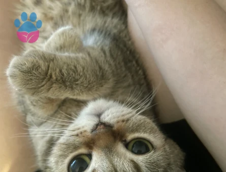 Sushi 2 yaşında Eş Arıyor Kızgınlıkta