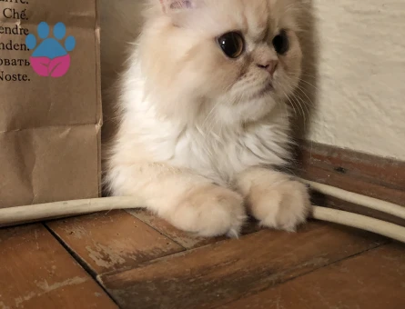 Kızım limona eş arıyorum