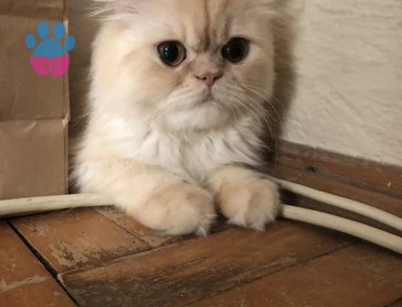 Kızım limona eş arıyorum