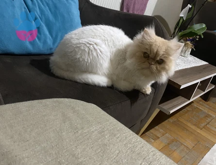 Kızım limona eş arıyorum