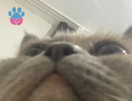 kızım bambi için eş arıyoruz