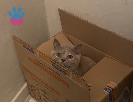 kızım bambi için eş arıyoruz