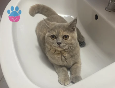 kızım bambi için eş arıyoruz