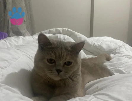 kızım bambi için eş arıyoruz