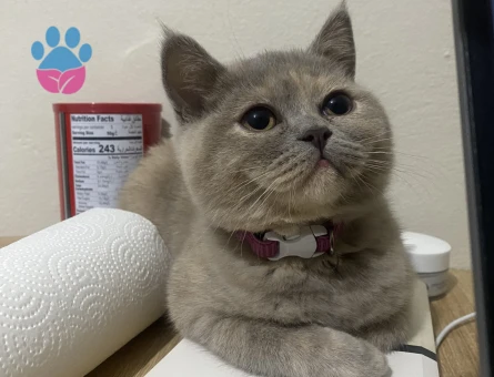 kızım bambi için eş arıyoruz