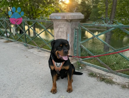 SAFKAN ROTTWEİLER 4 Yaşında Eş Arıyor