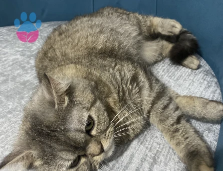 Kız kedim var eş arıyorum