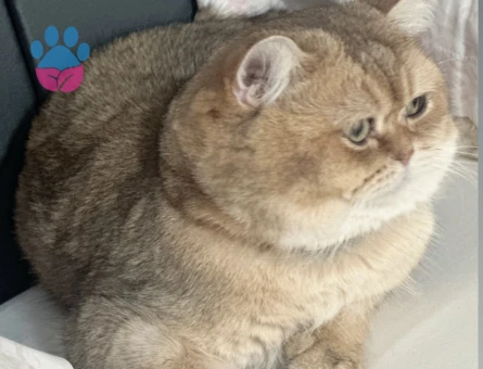 Golden British Shorthair Safkan Kedim Eş Arıyor