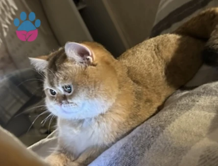 Golden British seçereli oğlumuza dişi