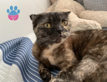 Scottish Fold Kezban Eş Arıyor