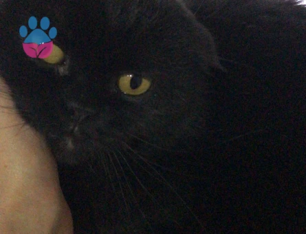 British Shorthair 3 Yaşında Eş Arıyor