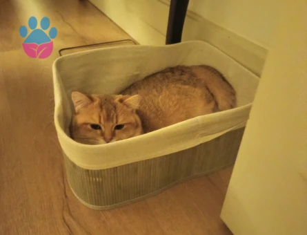 British Golden Shorthair 1 Yaşında Eş Arıyoruz