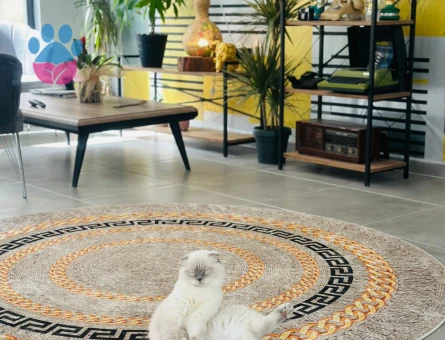 Scottish Fold Kedime Erkek eş arıyorum