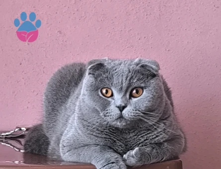 Dişi Scottish Fold Kedimiz için erkek arıyoruz