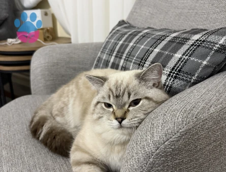 British Shorthair Kedim 1 Yaşında Eş Arıyor